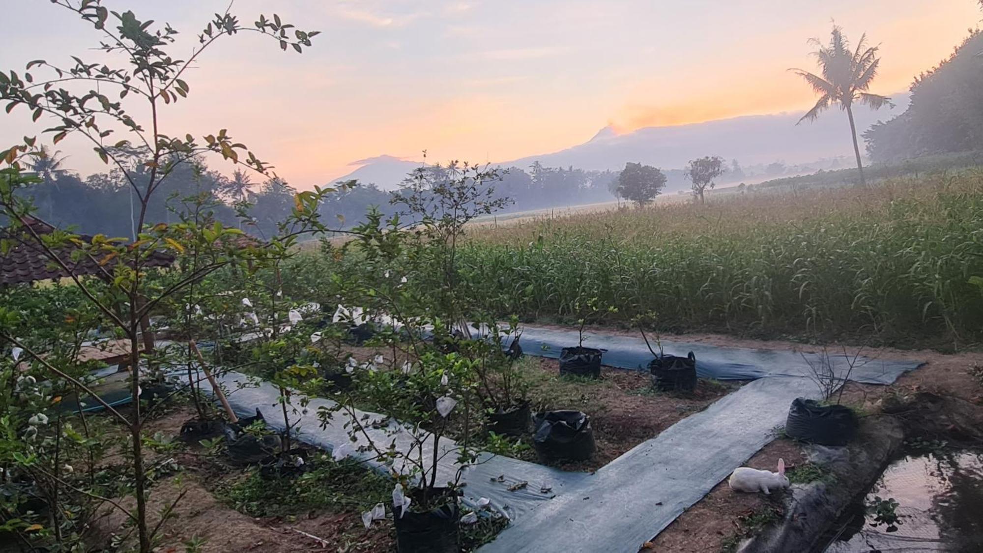 Anugrah Borobudur Magelang Buitenkant foto